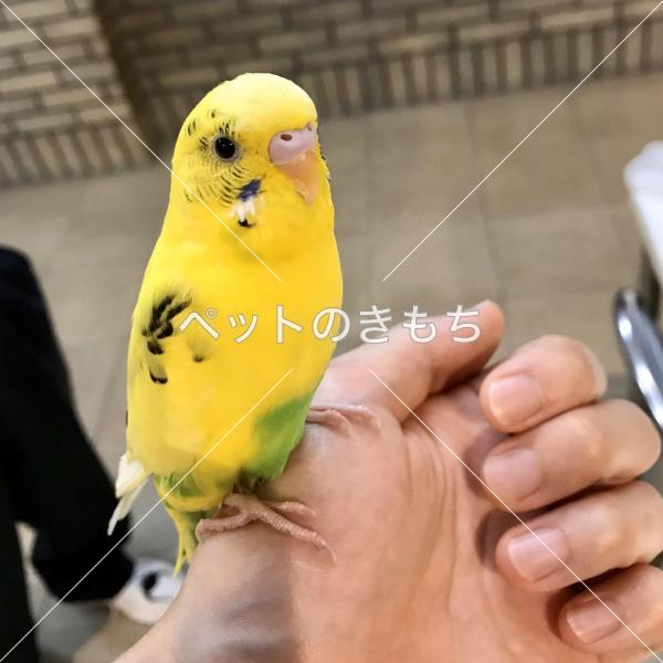 保護鳥の写真