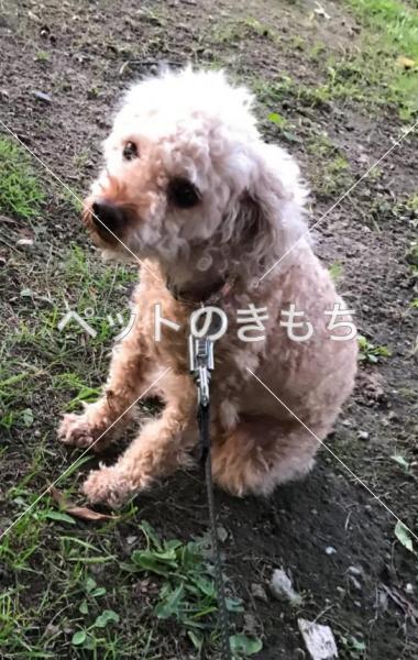 迷い犬の写真