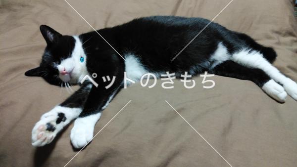 迷い猫の写真