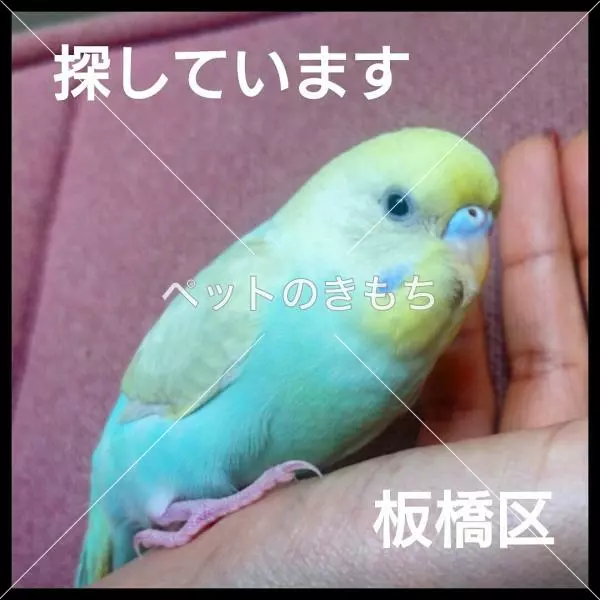 迷子鳥の画像