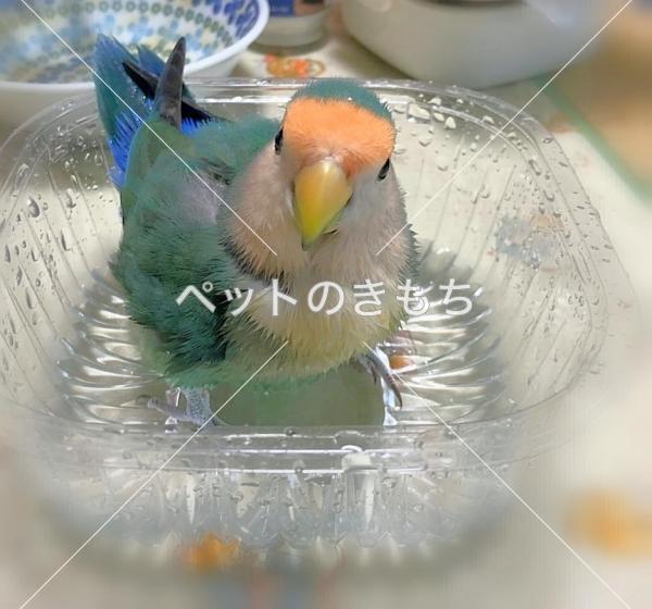 迷い鳥の写真