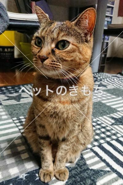 迷い猫の写真