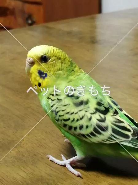 迷子鳥の画像