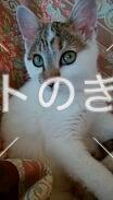 迷い猫の写真