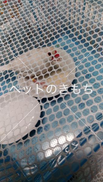 保護鳥の写真