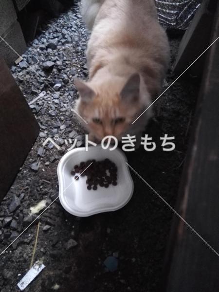 保護猫の写真