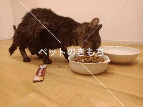 コメント投稿の画像