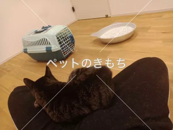 コメント投稿の画像