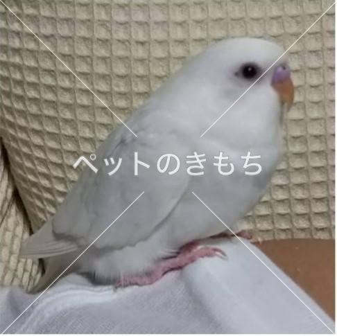 迷い鳥の写真