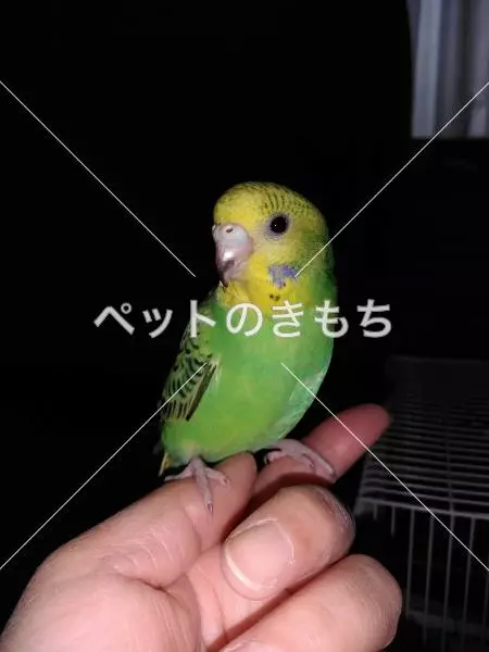 迷子鳥の画像