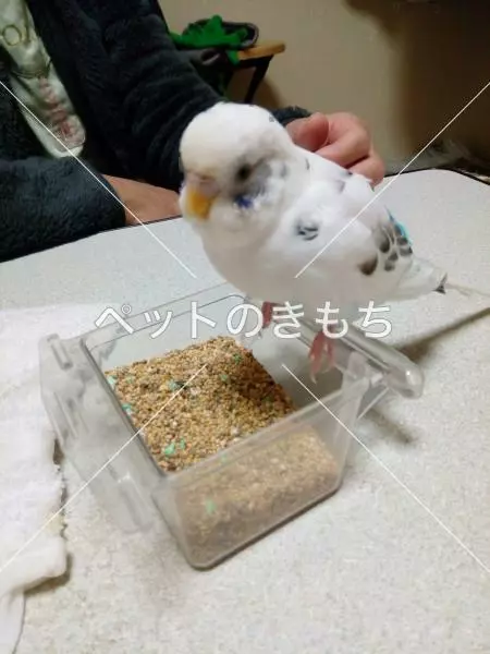 迷子鳥の画像