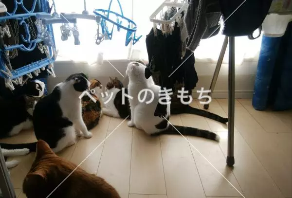迷子猫の画像