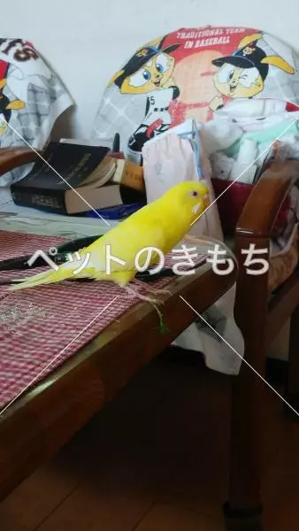 迷子鳥の画像