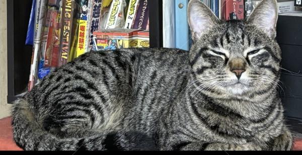 迷子猫の画像