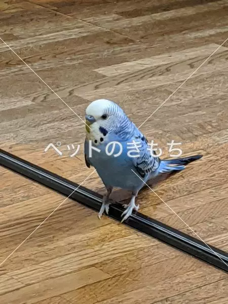 迷子鳥の画像