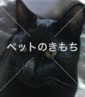 迷い猫の写真