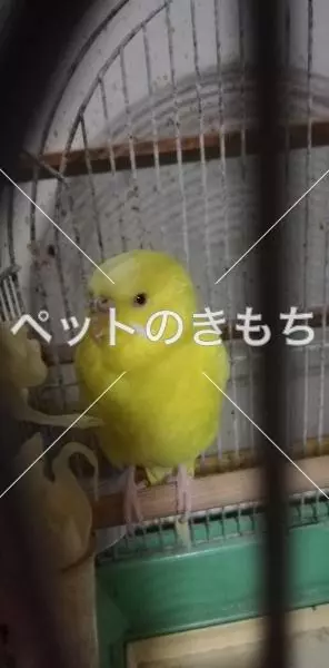 コメント投稿の画像