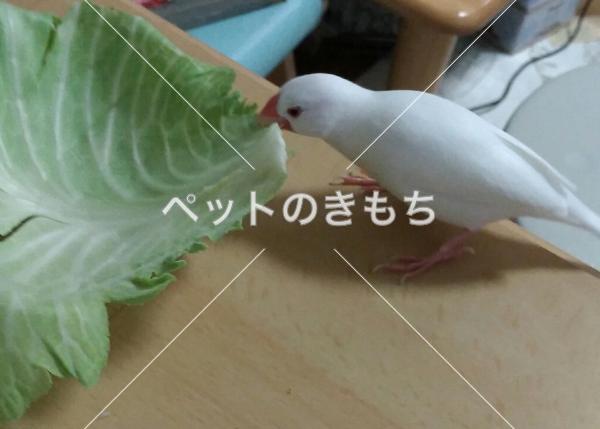 迷子鳥の画像