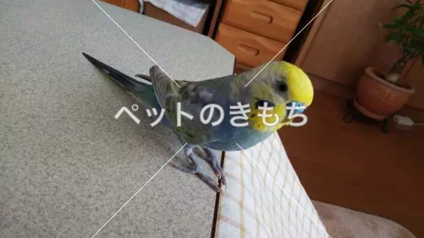 迷子鳥の画像