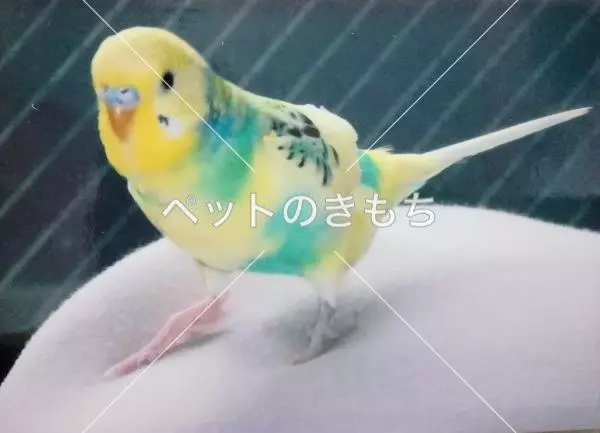 迷子鳥の画像