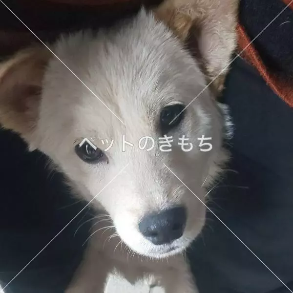 迷子犬の画像