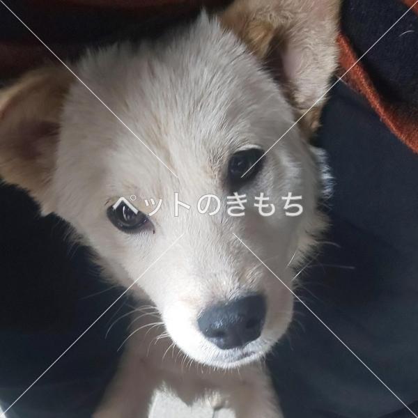 迷い犬の写真