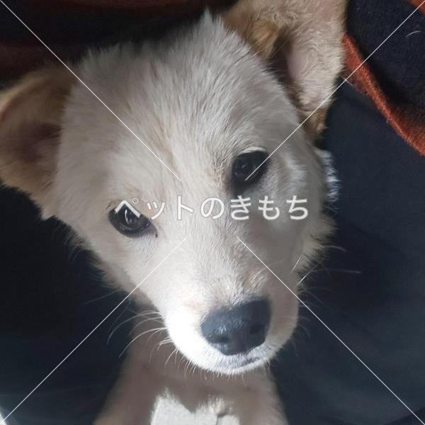 迷子犬の画像