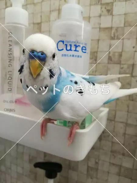 迷子鳥の画像