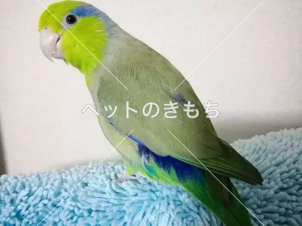 迷子鳥の画像