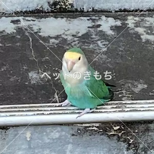 コメント投稿の画像