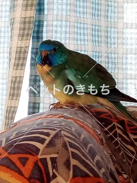 保護鳥の画像