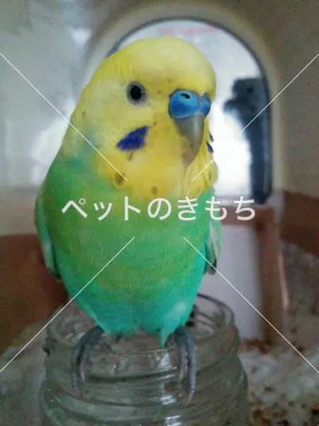 保護鳥の画像