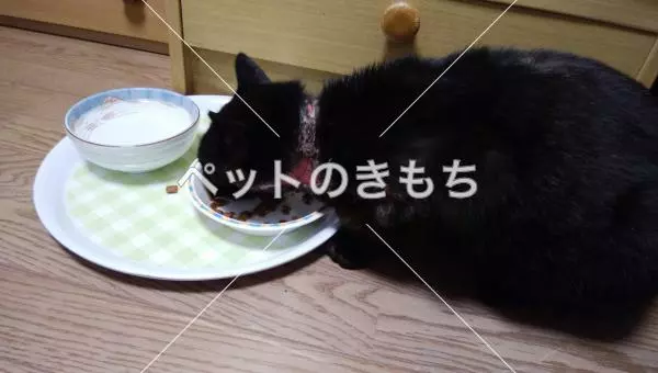 迷子猫の画像