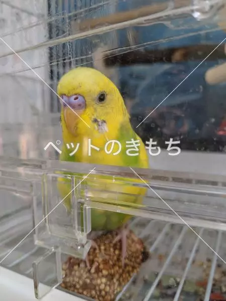 迷子鳥の画像