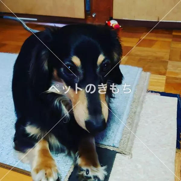 迷子犬の画像