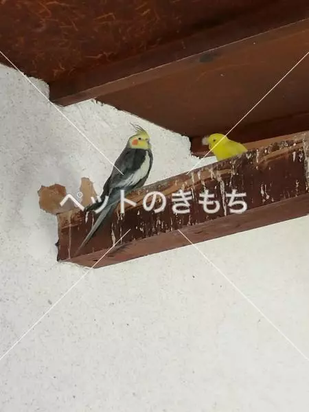 迷子鳥の画像