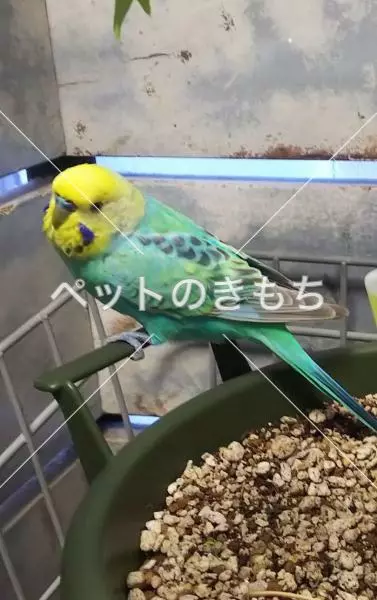 保護鳥の画像