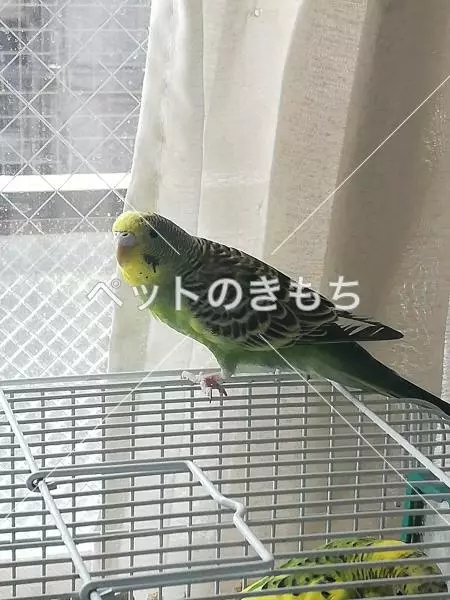 迷子鳥の画像