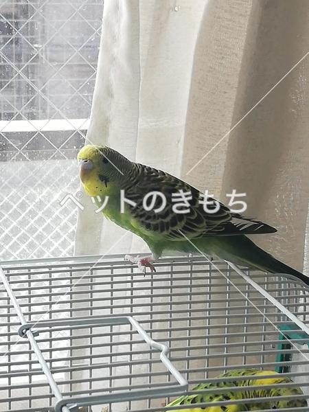 迷子鳥の画像