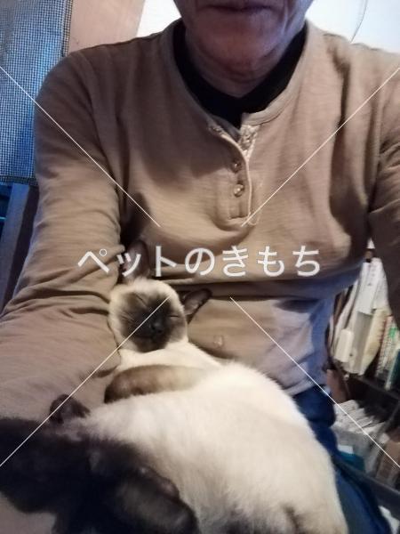 保護猫の画像