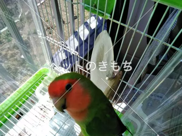 迷子鳥の画像
