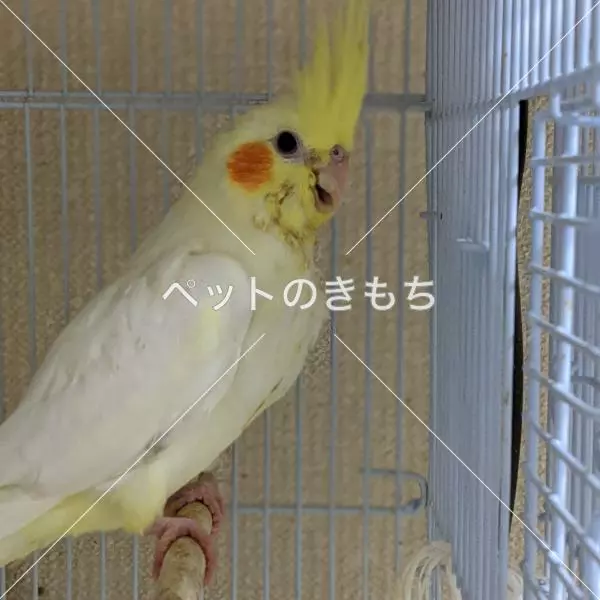 迷子鳥の画像