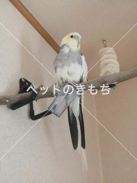 迷子鳥の画像