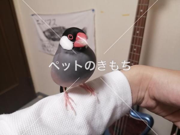 迷子鳥の画像