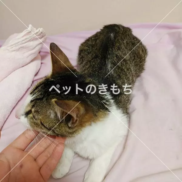 保護猫の画像