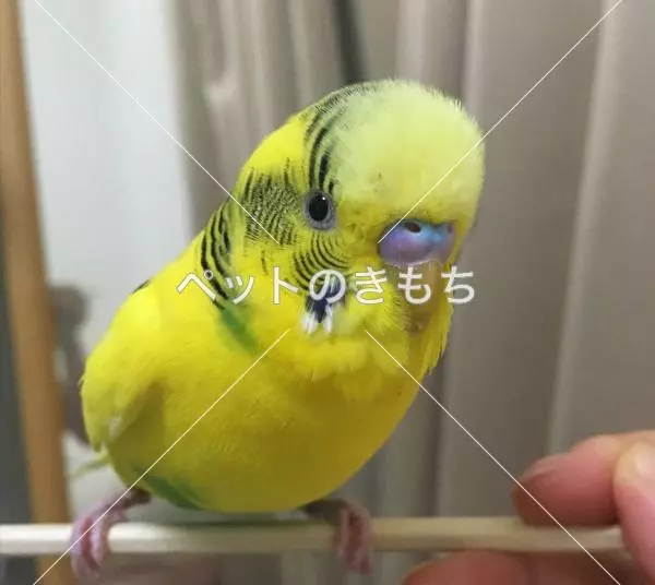 迷子鳥の画像