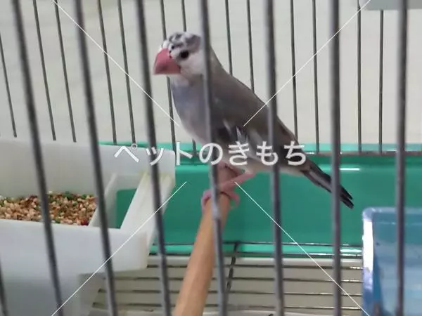 保護鳥の画像