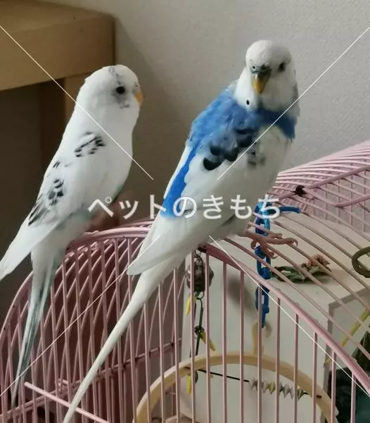 コメント投稿の画像