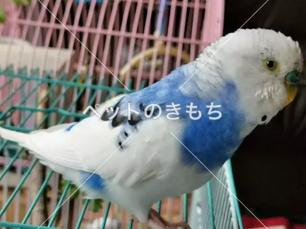 コメント投稿の画像