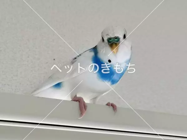 迷子鳥の画像